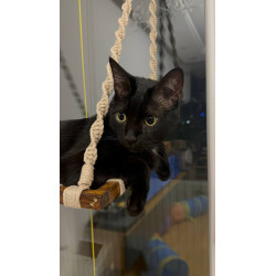 Cat Hammock
